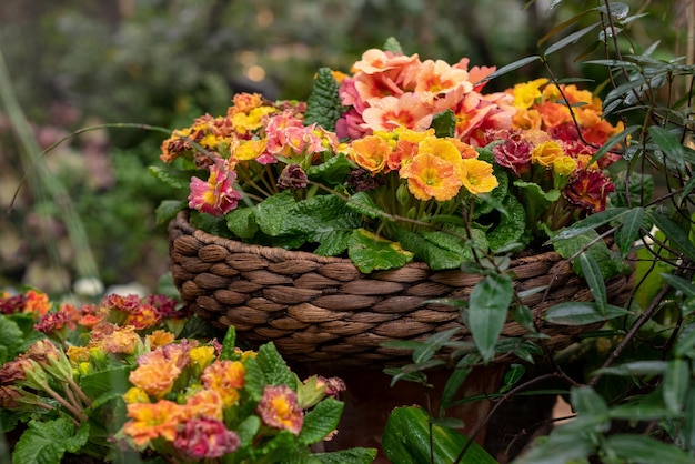 Planta de interior en maceta en plena floración con flores de colores en maceta de mimbre en el jardín del patio de la casa