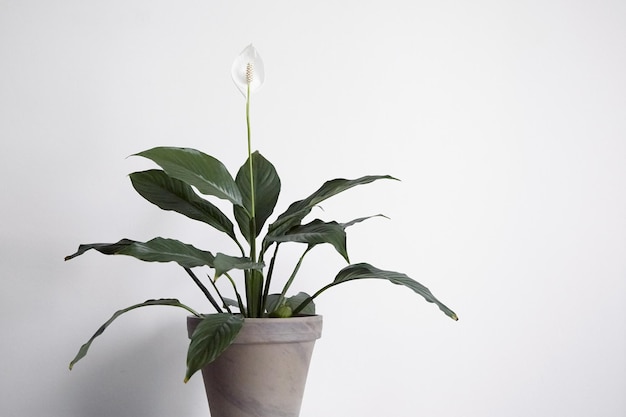 Planta de interior en maceta spathiphyllum flor en blanco