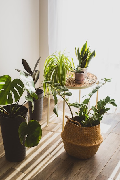 Planta de interior en macetas como parte del diseño interior de la habitación La luz del sol desde la terraza hace sombra en el suelo