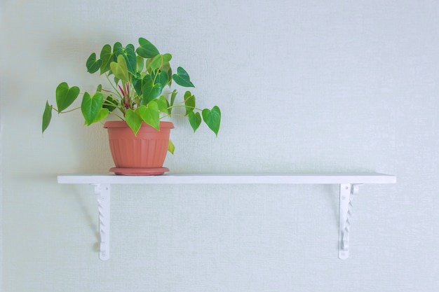 Planta de interior en macetas lindas en estante de madera en la pared blanca con espacio de copia. Diseño de decoración de estilo minimalista.