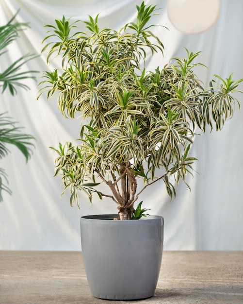 Planta de interior en la olla con fondo blanco.