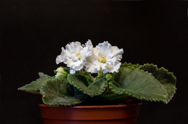 Planta de interior en una olla de violeta blanca sobre un fondo negro