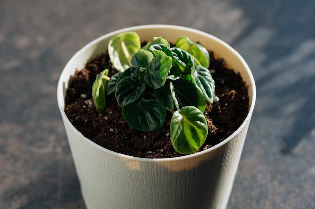 Planta de interior Peperomia caperata lillian en maceta follaje naturaleza antecedentes de cerca en la ventana