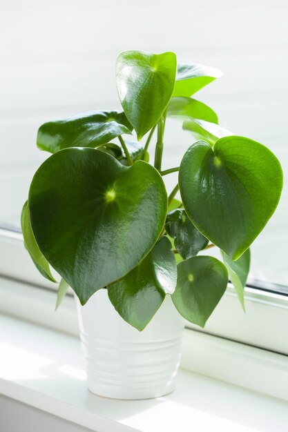 Foto planta de interior peperomia en maceta blanca