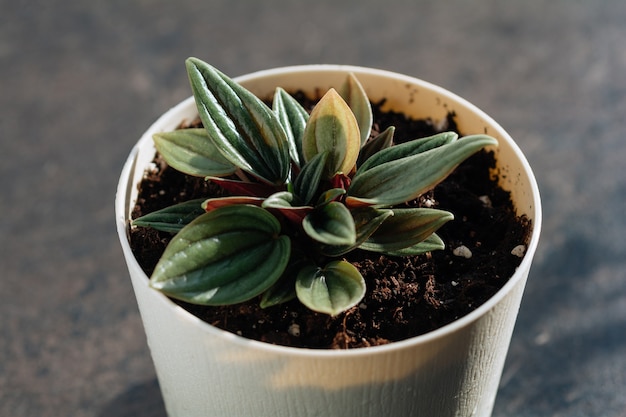 Planta de interior Peperomia Rosso en maceta follaje naturaleza antecedentes de cerca en la ventana