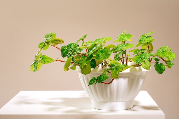 Planta de interior Pilea en maceta fondo de naturaleza de follaje tropical