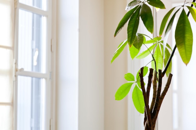 Planta de interior en piso blanco