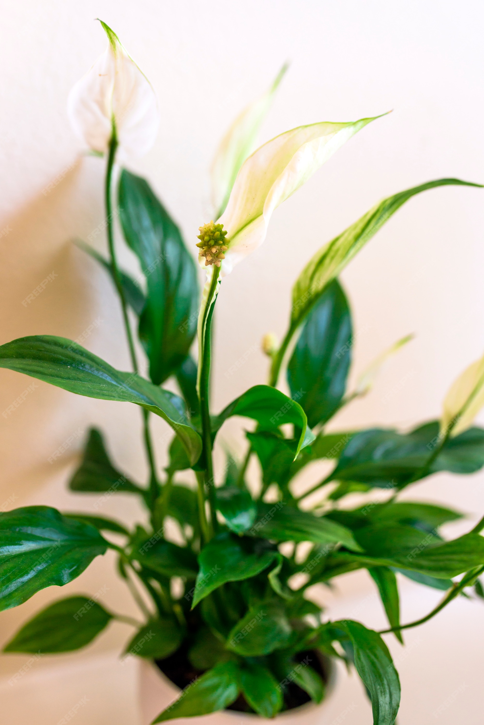 Planta de interior - spathiphyllum floribundum (lirio de la paz). flor  blanca en el fondo de hojas verdes | Foto Premium