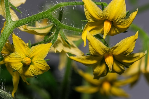 Planta de interior de tomate florece en un balcón en un primer plano de un apartamento de la ciudad