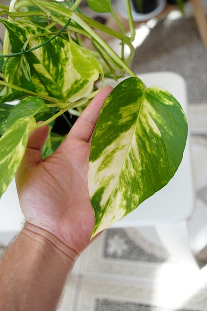 Planta de interior trepadora de hoja caduca dorada Epipremnum en la mano de un hombre