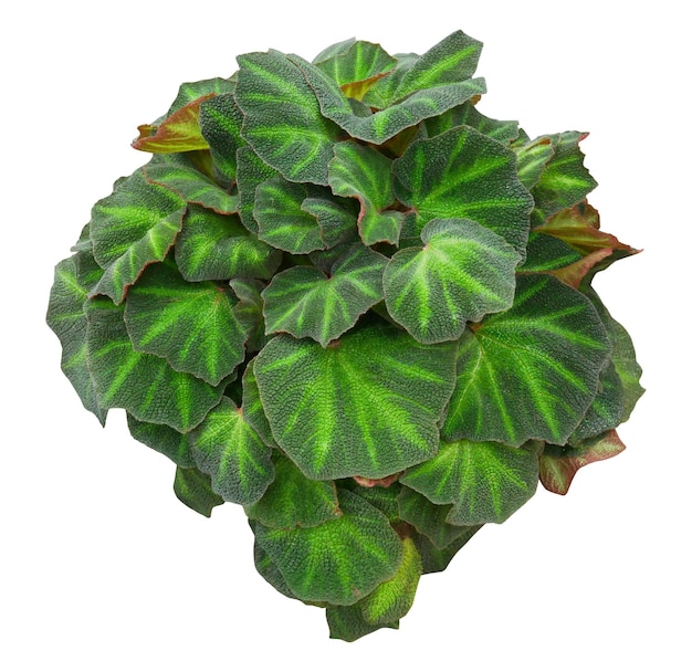 Planta de interior tropical Begonia soli mutata con rayas de color verde oscuro