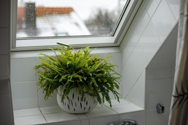 Planta de interior verde en el alféizar de la ventana en el interior del baño