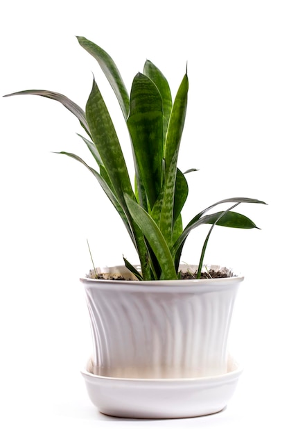Planta interna Dracaena trifasciata em uma panela em um fundo branco