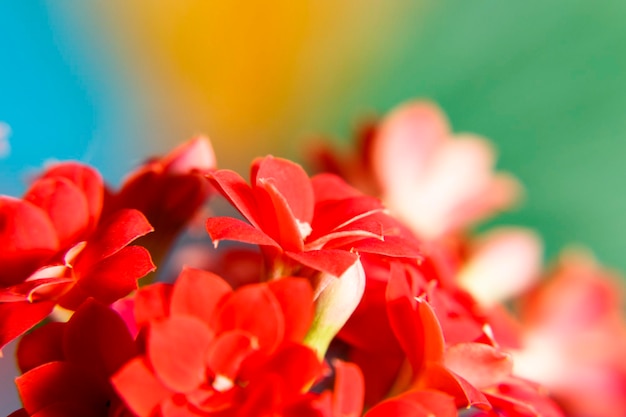 Planta interna Kalanchoe com flores vermelhas sobre fundo desfocado Kalanchoe Blossfeldiana Fechar