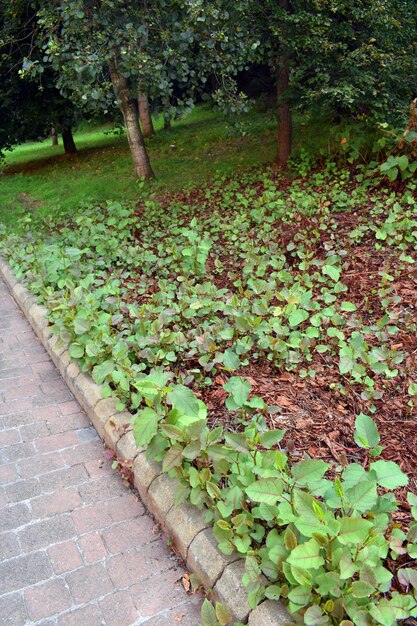 Foto la planta invasora japonesa reynoutria japonica o fal