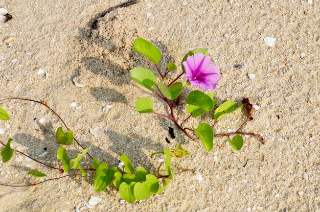 Planta de Ipomoea pescaprae sobre fondo de playa de arena