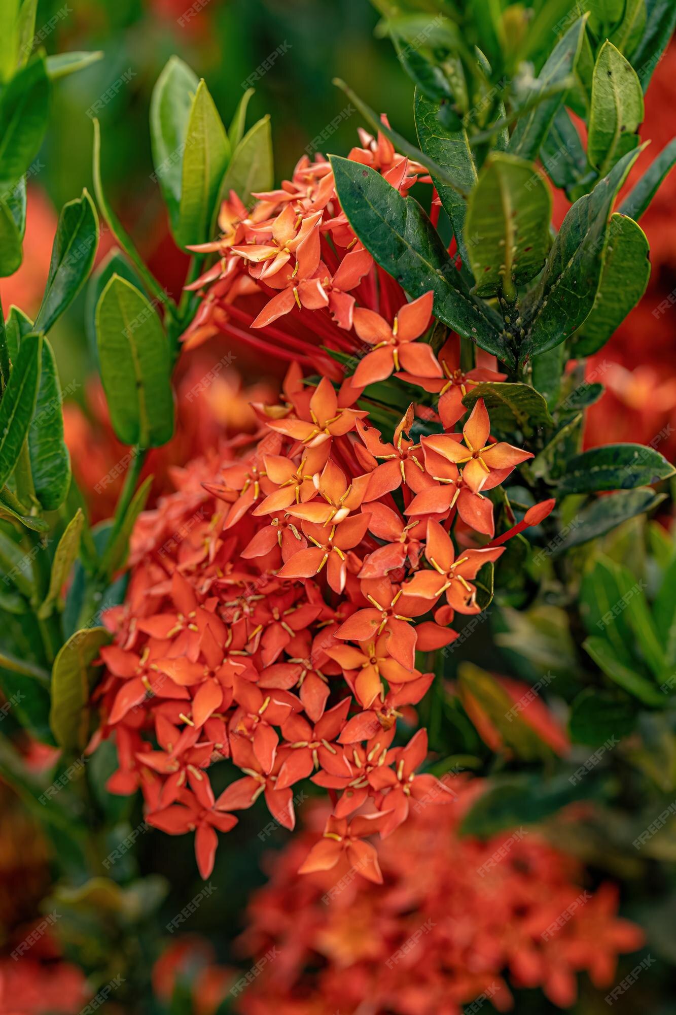 Planta ixora china flor de la especie ixora chinensis | Foto Premium