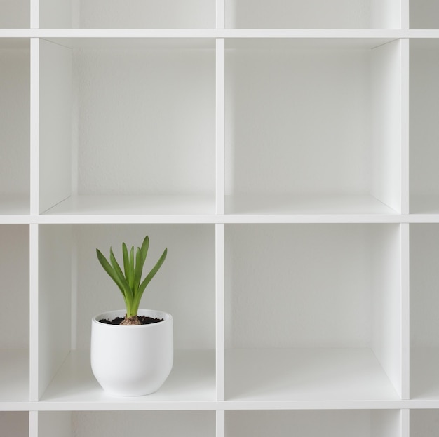 Foto planta de jacinto en una maceta blanca flor en un estante fondo interior