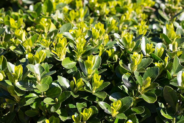 Planta de jardín Evergreen Euonymus japonica deja fondo verde natural