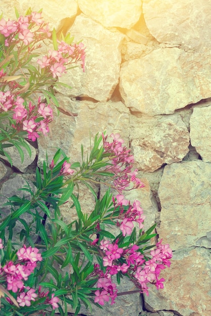 Planta de jardín con flores rosas cerca de un muro de piedra