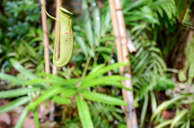 Planta de jarra en el jardín