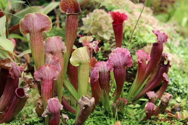 Planta de jarra sarracenia purpurea vista en el jardín botánico