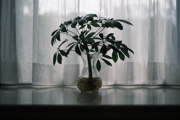 Una planta en un jarrón con cortinas blancas.