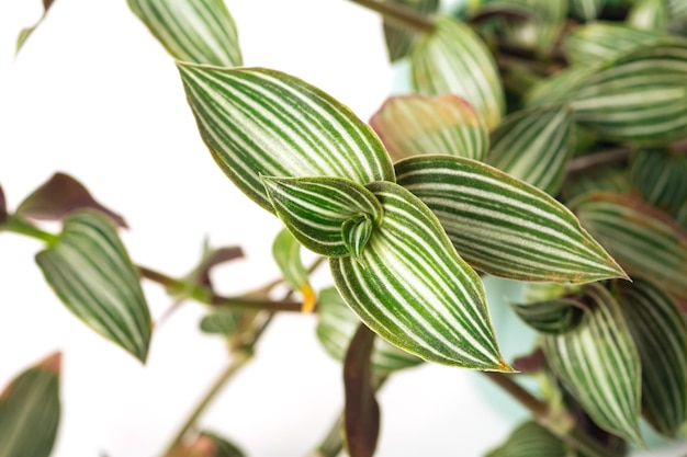 Planta jaspeada verde Callisia gentlei var elegans sobre fondo blanco Concepto de planta casera