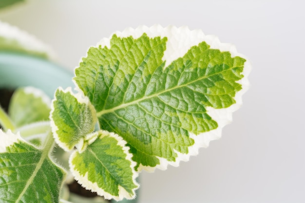 Planta jaspeada verde Plectranthus Orégano cubano sobre fondo blanco closeup