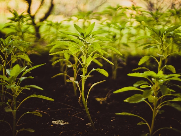 Foto planta jovem crescendo a partir do solo fechado ecologia e cuidados com as plantas novo conceito de vida