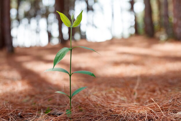 Foto planta jovem crescendo em fundo bokehcloseup xd