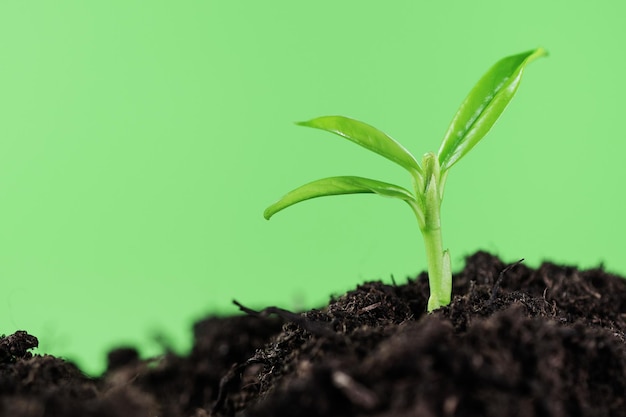 Planta jovem crescendo em um terreno com luz solar Conceito de conservação ambiental e ecologia Fundo do Dia Mundial da Terra