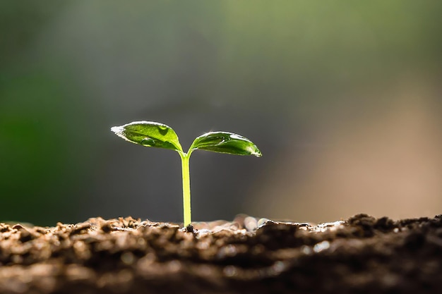 Planta jovem crescendo na terra com sol na natureza. conceito eco da terra