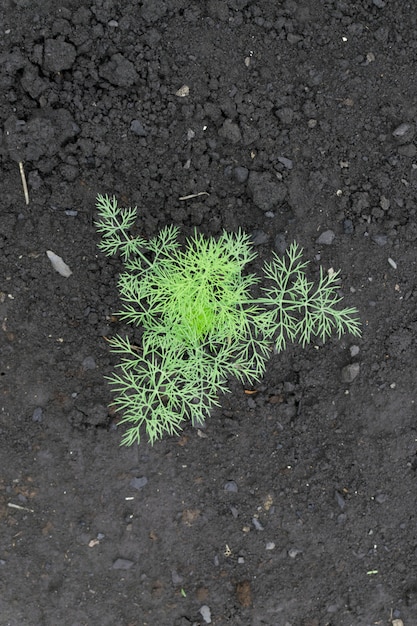 Planta jovem de endro na fazenda de ervas close-up