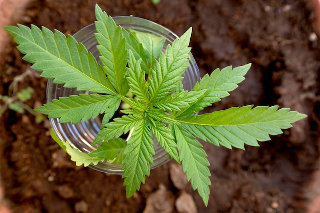 Planta jovem de maconha em uma panela em close-up Cultivo de plantas narcóticas Legalização da maconha