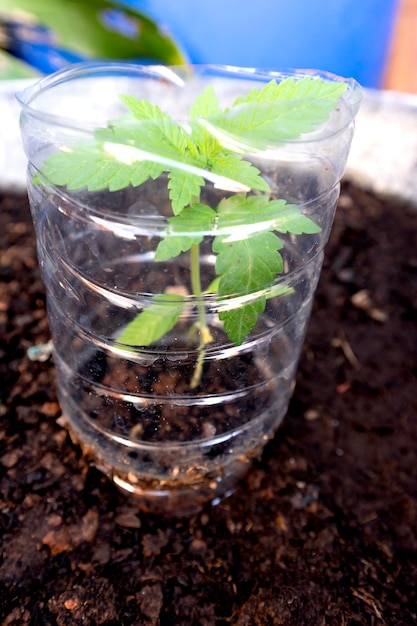 Foto planta jovem de maconha em uma panela em close-up cultivo de plantas narcóticas legalização da maconha