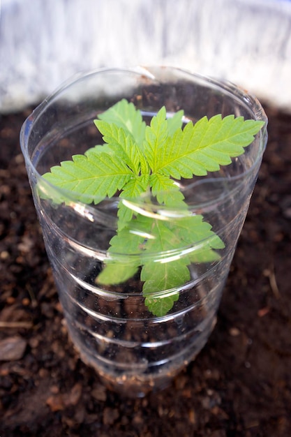 Foto planta jovem de maconha em uma panela em close-up cultivo de plantas narcóticas legalização da maconha