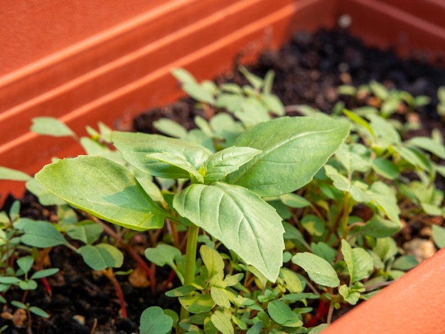 Planta jovem de manjericão cercada por ervas daninhas em uma panela