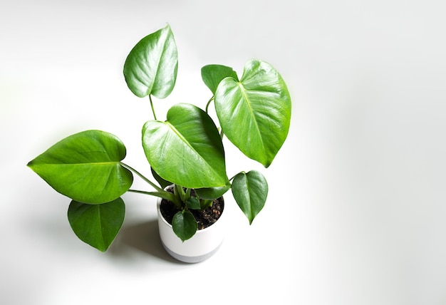 Planta jovem de Monstera deliciosa em um vaso de flores em um plano de fundo claro