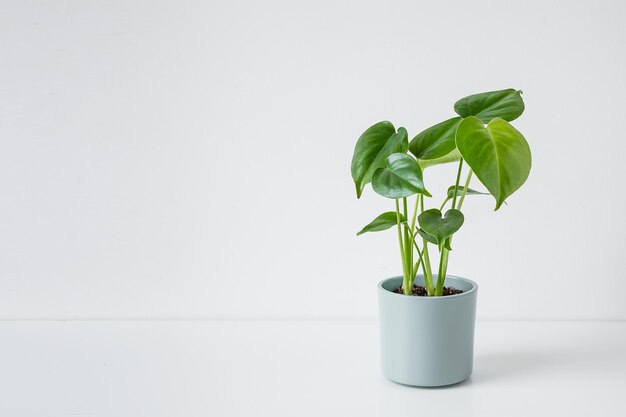 Planta jovem de Monstera deliciosa ou planta de queijo suíço numa mesa branca com espaço para cópias