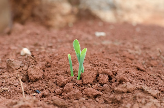 Foto planta jovem e seca