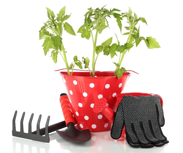 Planta jovem em balde isolado no branco