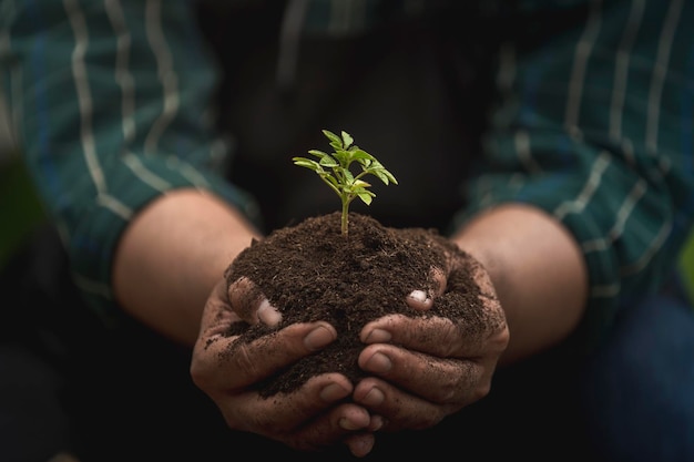 Planta jovem em crescimento no solo segurando pela mão do agricultor