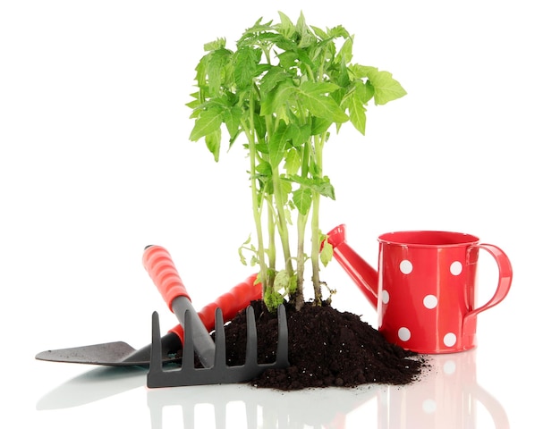 Planta jovem em solo isolado em branco