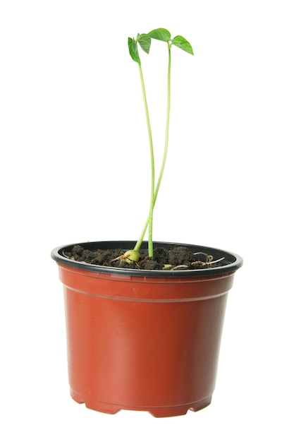 Planta jovem em vaso