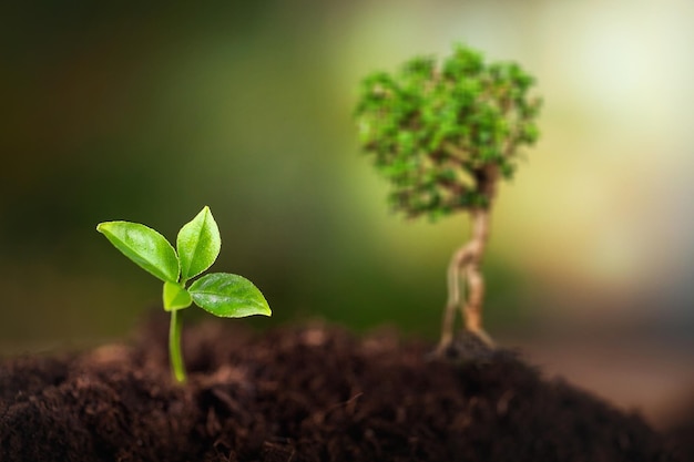 Planta jovem verde no solo, novo conceito de vida