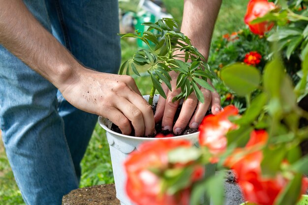 Planta joven agricultor plantas en maceta blanca