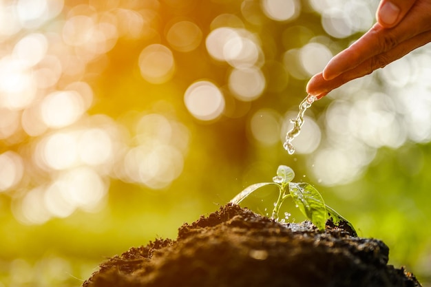 Planta joven de agua que crece en el suelo.