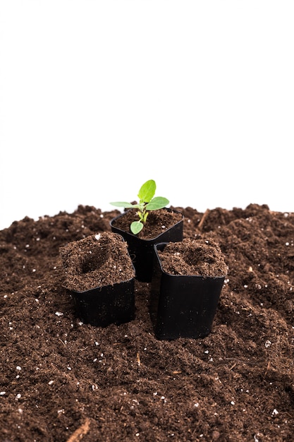 Planta joven aislada en blanco