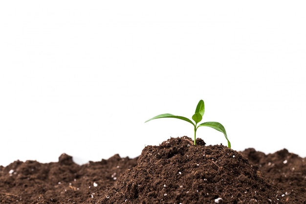 Planta joven aislada en blanco